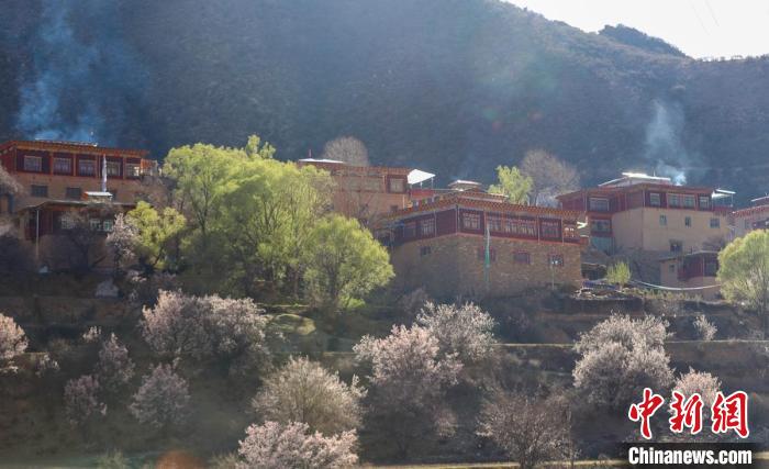 暖陽下白玉縣河坡鎮(zhèn)正在盛開的桃花與藏式民居?！“子袢诿?攝