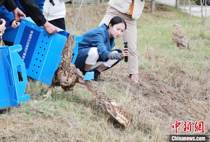 圖為西寧野生動物園救護(hù)的雕鸮在西寧市放歸大自然?！●R銘言 攝