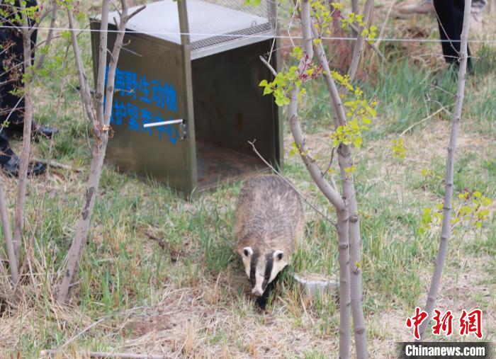 圖為西寧野生動物園救護(hù)的狗獾在西寧市放歸大自然?！●R銘言 攝