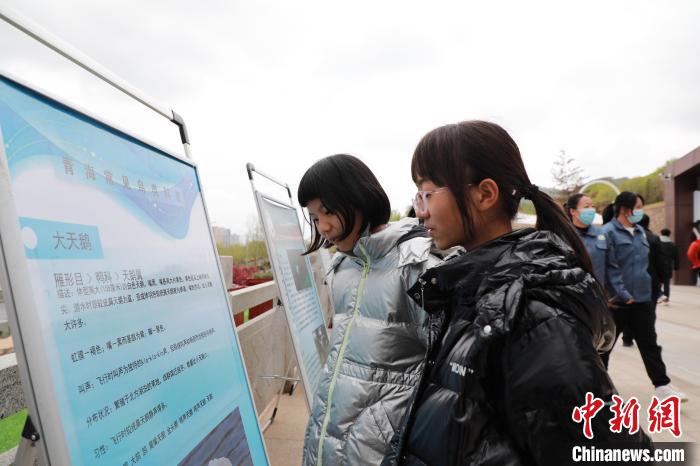 圖為學(xué)生通過展板了解青海常見鳥類?！●R銘言 攝