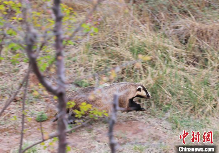 圖為西寧野生動物園救護(hù)的狗獾在西寧市放歸大自然?！●R銘言 攝