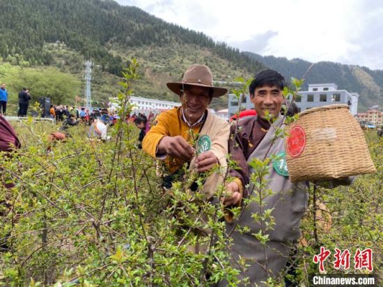 圖為當(dāng)?shù)剞r(nóng)牧民進(jìn)行藏雪茶采摘比賽?！⊥鮿x 攝