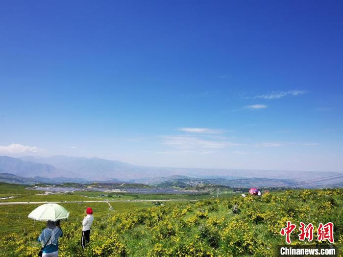 2020年07月07日拍攝于臨夏州積石山縣境內(nèi)，生態(tài)環(huán)境逐漸恢復(fù)，小黃花開遍山間。(資料圖) 殷春永 攝