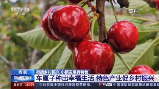 種蘑菇、養(yǎng)駱駝...。。特色產(chǎn)業(yè)助力鄉(xiāng)村振興走新路