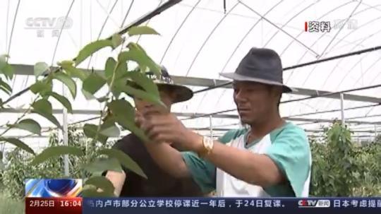 種蘑菇、養(yǎng)駱駝...。。特色產(chǎn)業(yè)助力鄉(xiāng)村振興走新路