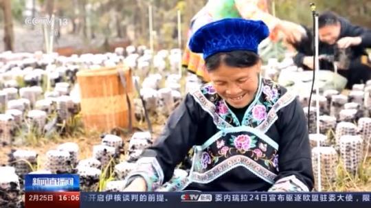 種蘑菇、養(yǎng)駱駝...。。特色產(chǎn)業(yè)助力鄉(xiāng)村振興走新路