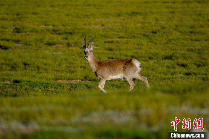 圖為西藏納木錯湖邊的藏原羚休閑覓食?！〗w波 攝