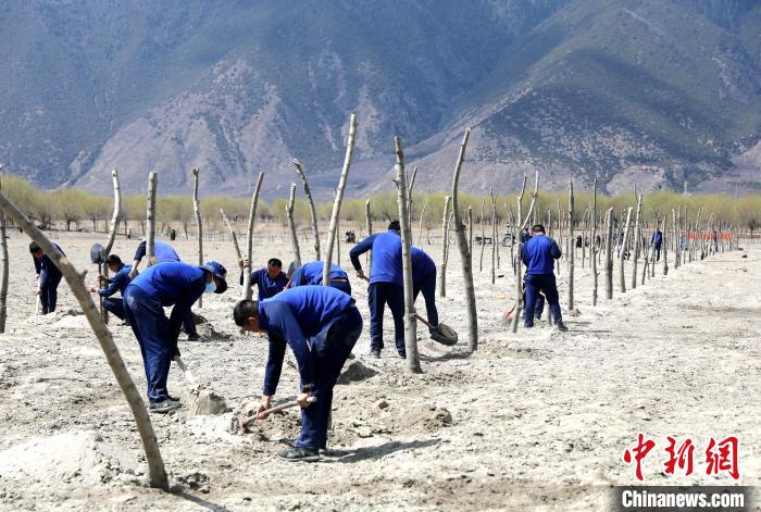 林芝市巴宜區(qū)森林消防中隊志愿服務(wù)隊熱火朝天的植樹現(xiàn)場?！∥骼@拉翁 攝