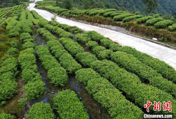 圖為西藏林芝市墨脫縣背崩鄉(xiāng)格林村山頂?shù)木坝^茶園。(無人機照片) 李林 攝