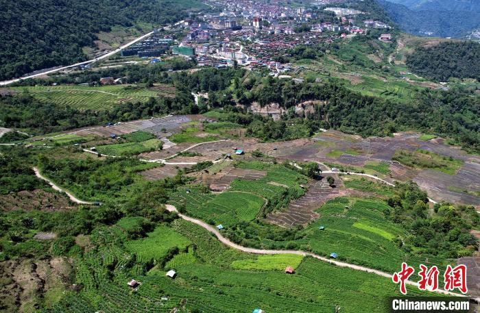 圖為西藏林芝市墨脫縣城附近的茶田。(無人機照片) 李林 攝