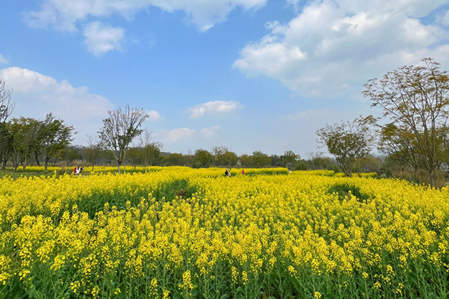 每到油菜花季，就有市民相約到重慶廣陽(yáng)島上踏青賞花。鄒樂攝
