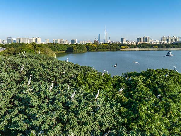 廣州海珠國(guó)家濕地公園一角。公園供圖