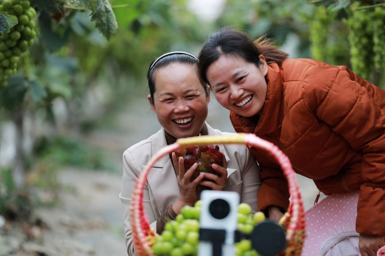 2024年10月6日，果農在貴州省黔西市金碧鎮(zhèn)新蘭村葡萄園里進行直播銷售。來源：人民圖片