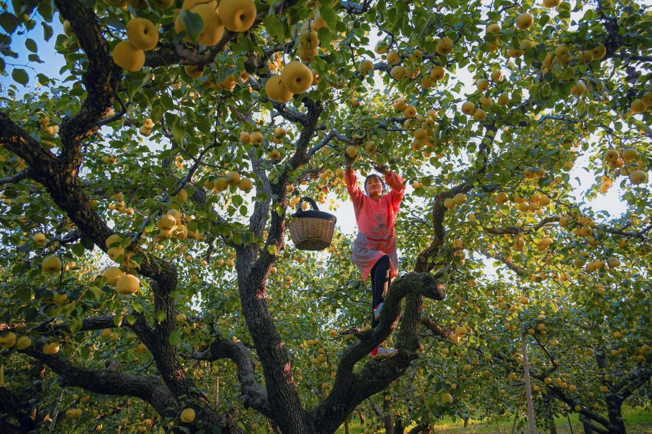 2024年10月4日，安徽省宿州市碭山縣程莊鎮(zhèn)衡樓村百年老梨園里，梨農在忙著采摘酥梨。來源:人民圖片