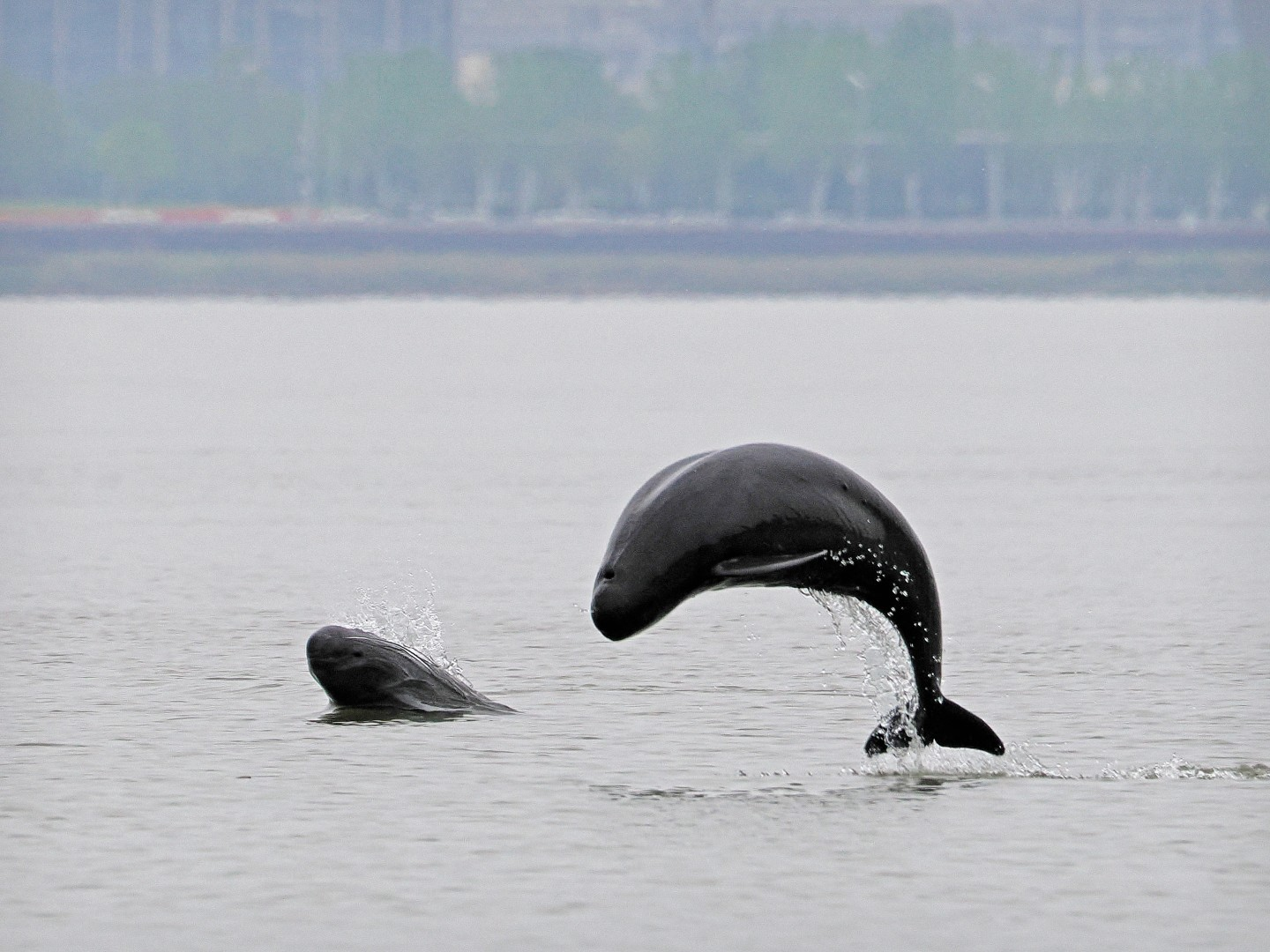 文化中國行 長江之歌丨微笑的江豚，從四千年前“游”來