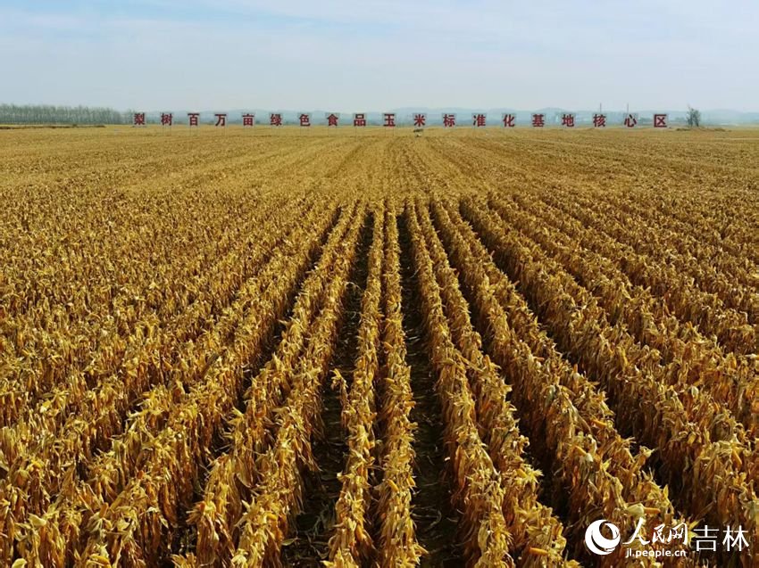 吉林黑土地上糧滿倉（資料圖片）。人民網(wǎng)記者 王海躍攝