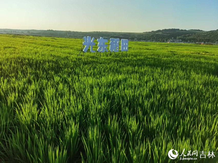 光東村稻田風(fēng)景美如畫（資料圖片）。人民網(wǎng)記者 王海躍攝