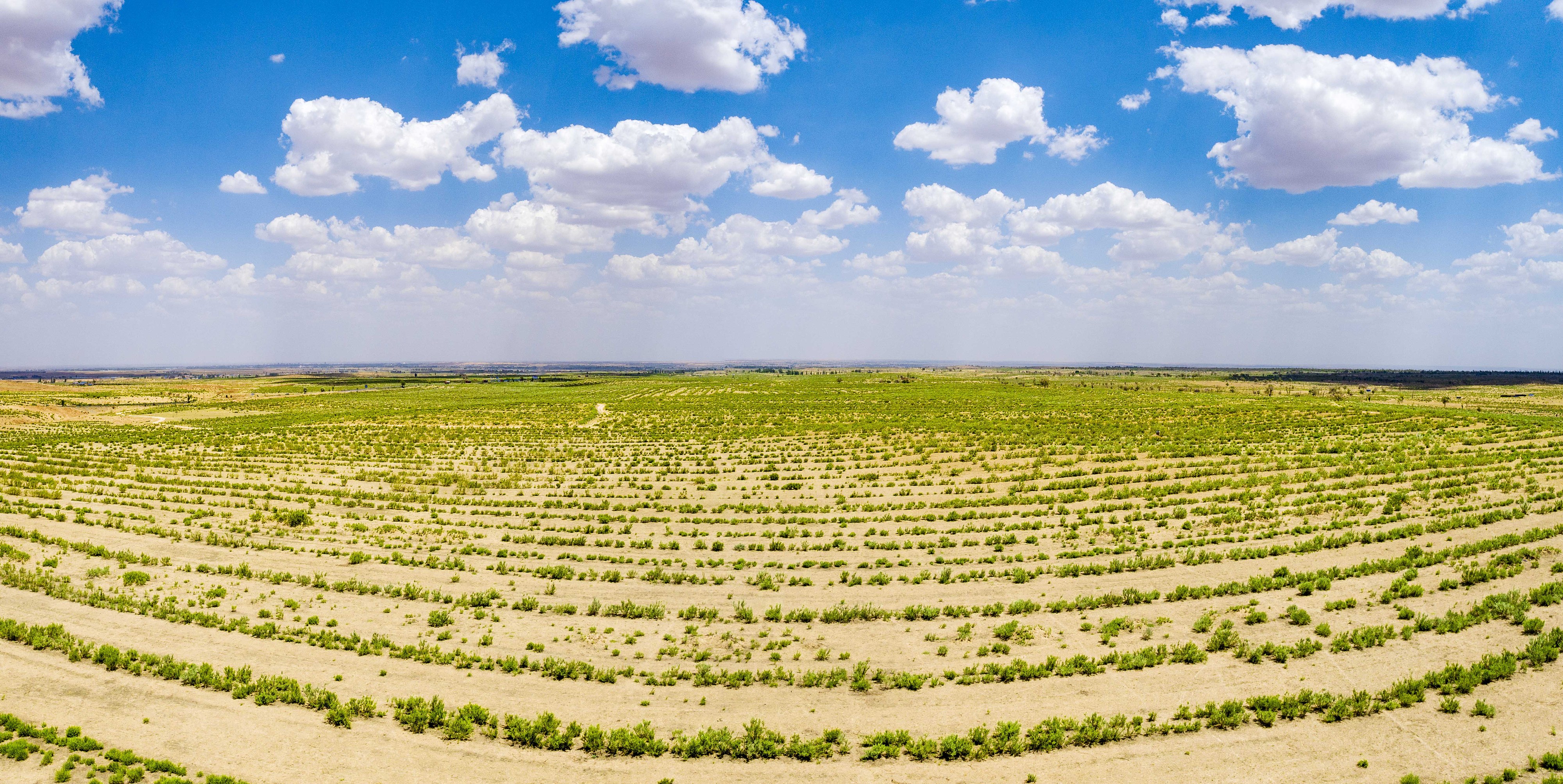 2023年6月7日，內(nèi)蒙古鄂爾多斯，毛烏素沙漠。