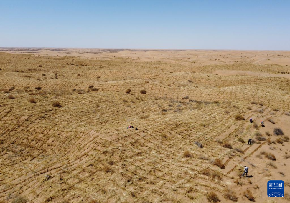 2024年4月10日，群眾在古浪縣八步沙林場麻黃塘沙區(qū)用草方格壓沙。新華社發(fā)（無人機(jī)照片）