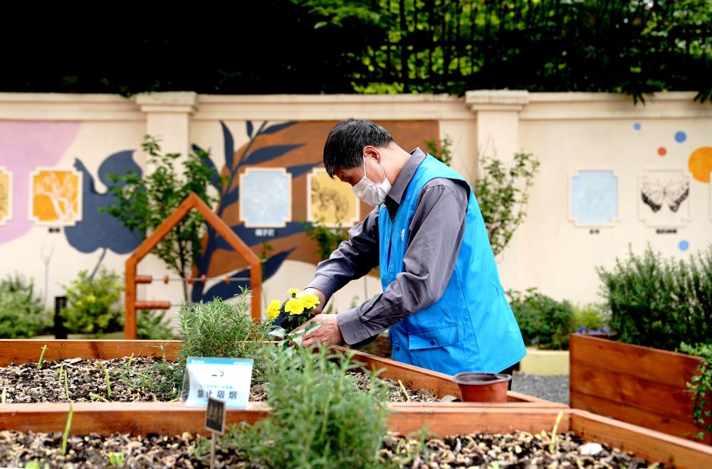 上海市長寧區(qū)虹旭小區(qū)居民在整理改造社區(qū)花園。居民們把堆肥箱里發(fā)酵出來的“綠色材料”和土壤拌在一起鋪在種植箱中（2020年4月22日攝）。新華社記者 張建松 攝