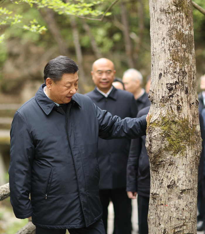 　2020年4月，習(xí)近平總書記來到位于商洛市柞水縣的秦嶺牛背梁國家級自然保護(hù)區(qū)，考察秦嶺生態(tài)保護(hù)情況。新華社記者 鞠鵬 攝