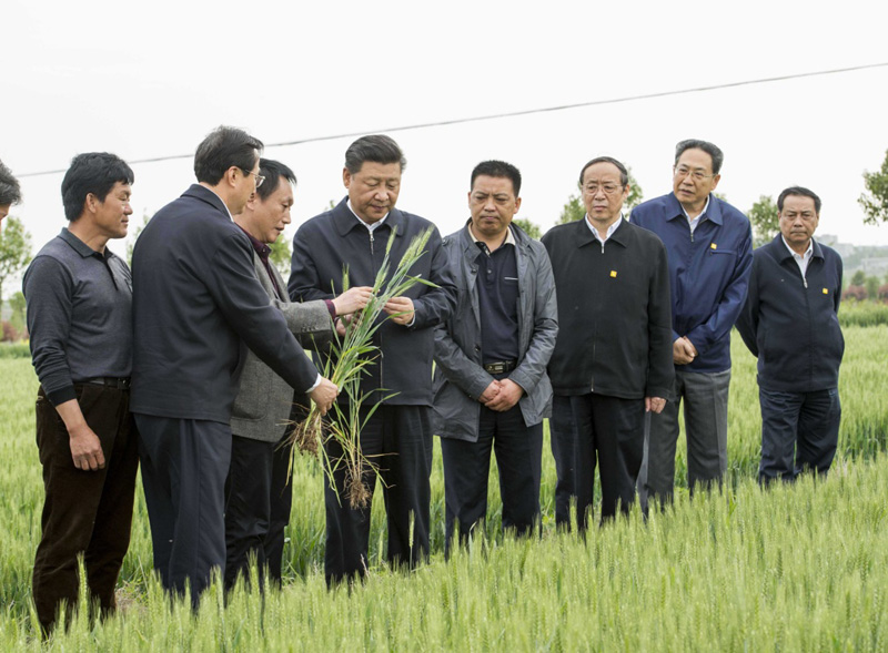 2016年4月25日下午，習(xí)近平在安徽滁州市鳳陽縣小崗村察看小麥長勢。左一為種糧大戶程夕兵。新華社記者 李學(xué)仁 攝