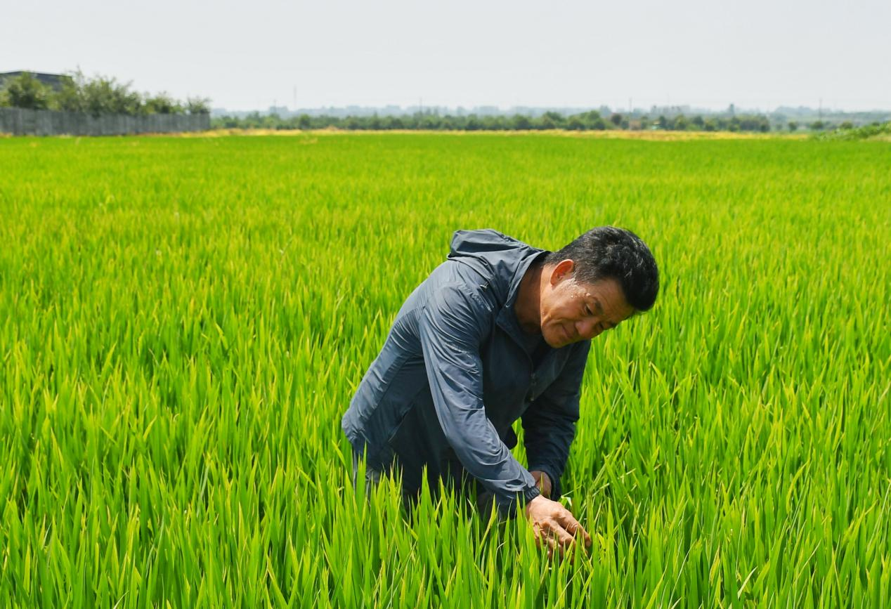 程夕兵在農(nóng)田里檢查水稻種植情況。人民網(wǎng)記者 周坤 攝
