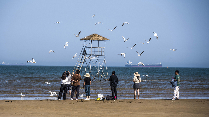 2024年5月12日，河北秦皇島，北戴河鴿子窩公園成群海鷗在天空中自由翱翔，與大海、藍(lán)天構(gòu)成了一幅美麗的畫卷。