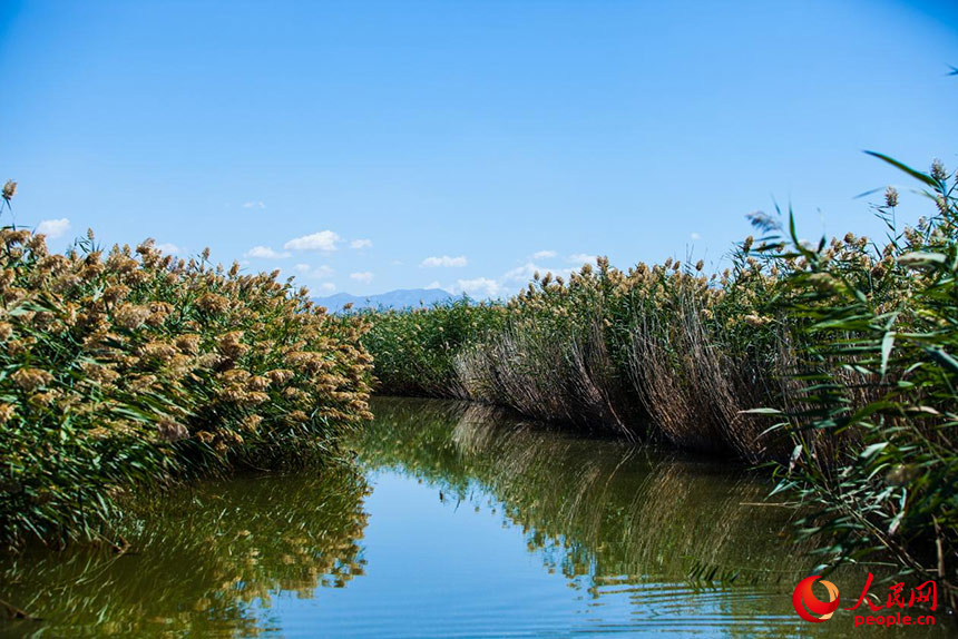 經(jīng)過(guò)治理的烏梁素海風(fēng)景秀美，蘆葦搖曳生姿。人民網(wǎng) 孟佳澍攝