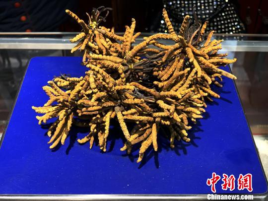 圖為冬蟲夏草?！O睿 攝