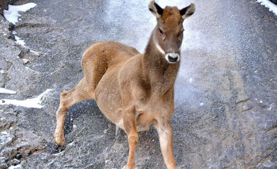 活躍在青海省海西州柏樹(shù)山的白唇鹿。巴圖那生攝