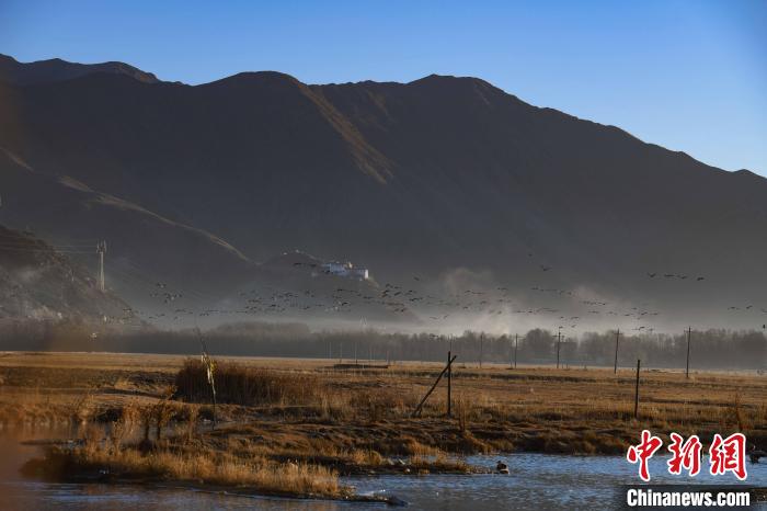 圖為拉薩市林周縣境內(nèi)飛翔的候鳥?！∝暩聛硭?攝