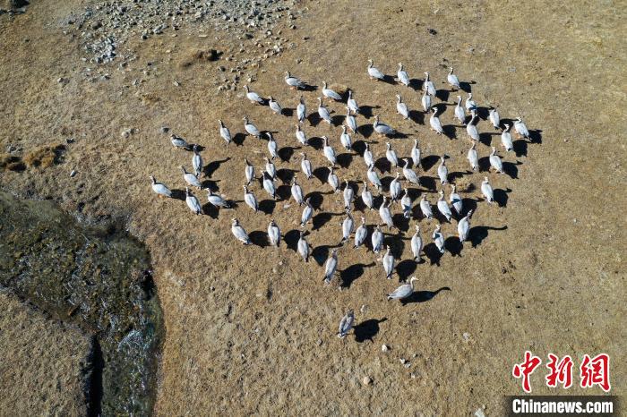 圖為拉薩市林周縣境內(nèi)越冬的候鳥?！∝暩聛硭?攝