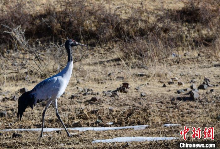 圖為一只黑頸鶴在拉薩市林周縣境內(nèi)田間覓食?！∝暩聛硭?攝