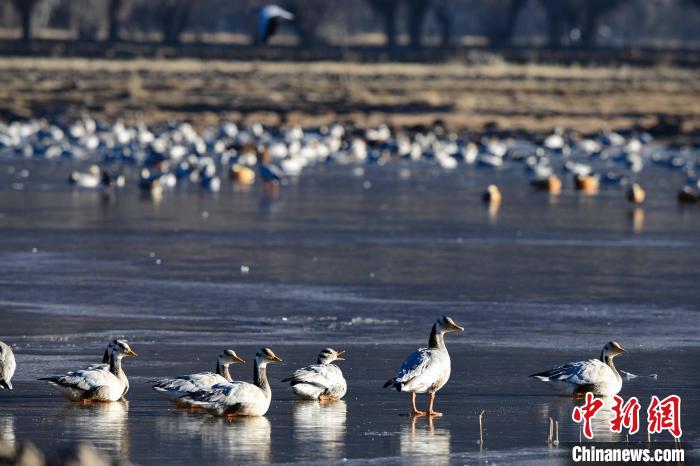 圖為拉薩市林周縣境內(nèi)越冬的候鳥。　貢嘎來松 攝
