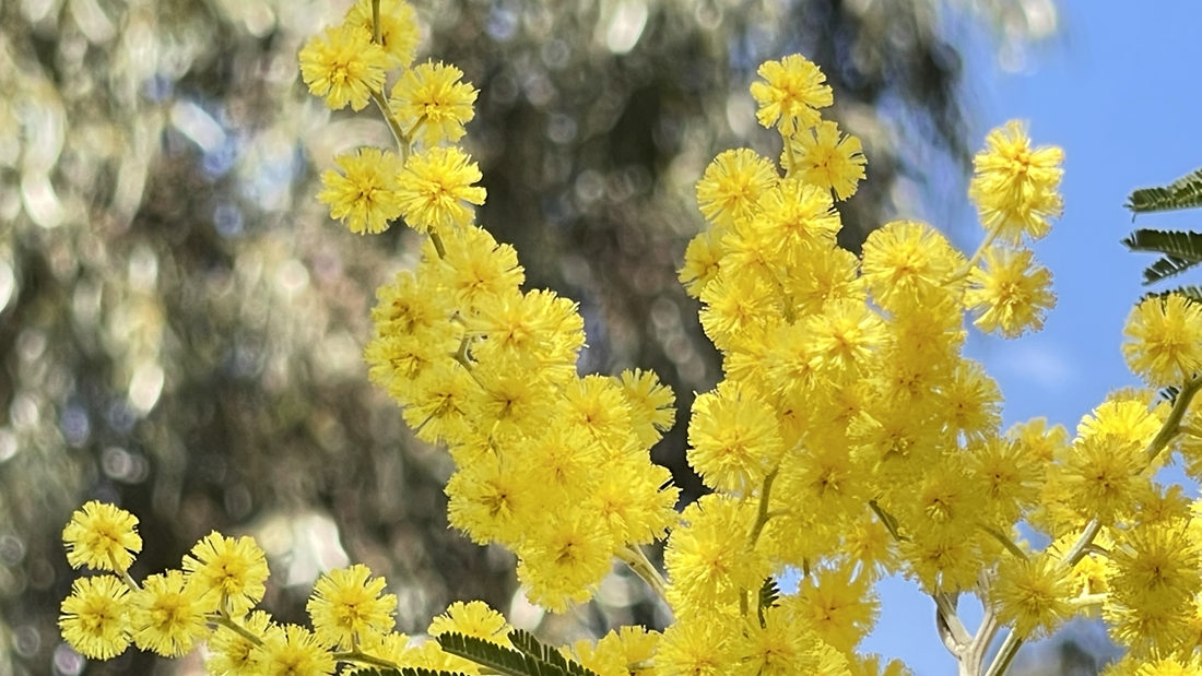 金光燦燦的金合花。