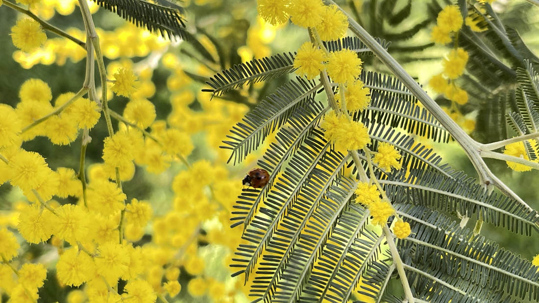 七星瓢蟲在金合歡葉子上嬉戲。