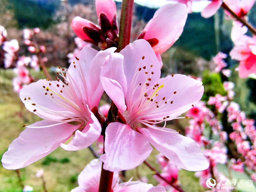 林芝桃花開。人民網(wǎng) 李海霞攝