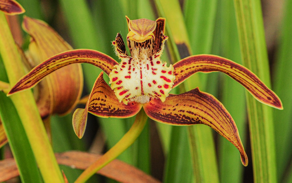 西藏虎頭蘭。李劍武攝