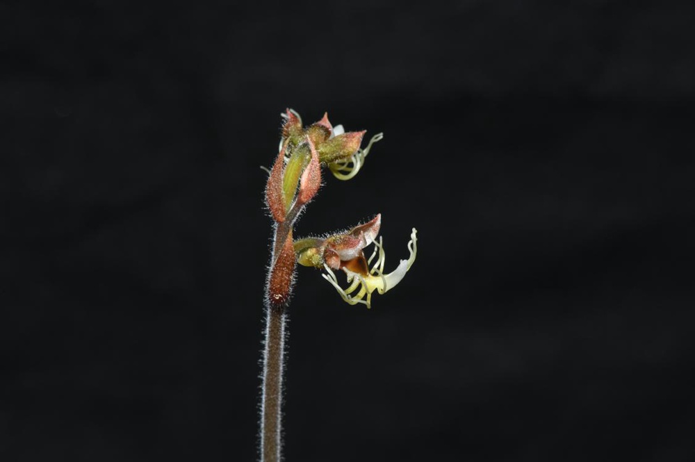 墨脫金線蘭。金效華攝