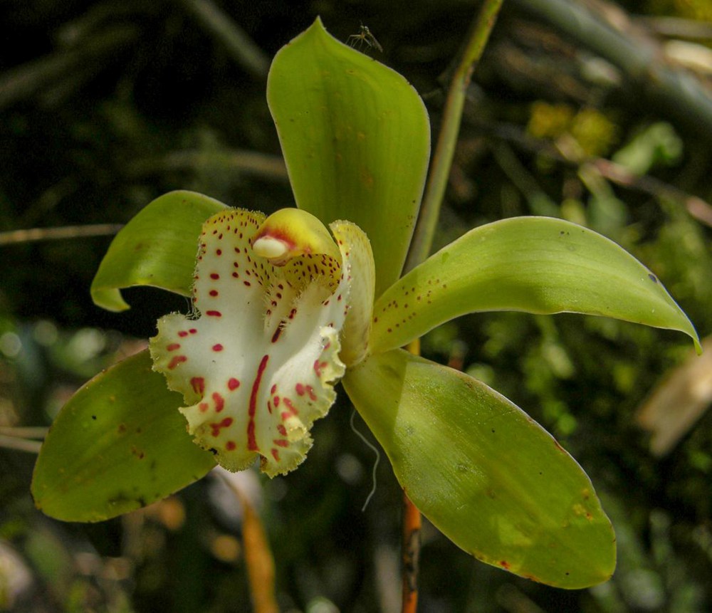 虎頭蘭。金效華攝