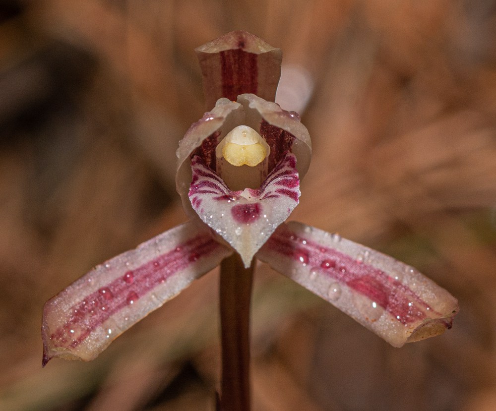大根蘭。葉超攝