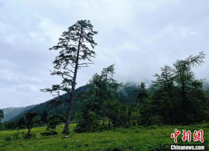 6月10日，魯朗小鎮(zhèn)高山牧場景區(qū)風(fēng)光。　冉文娟 攝