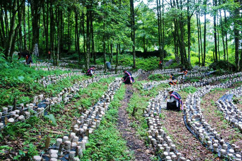 木耳種植基地。次仁央宗攝