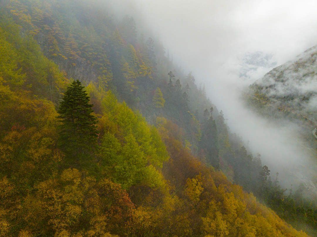 云纏霧繞，層林盡染。