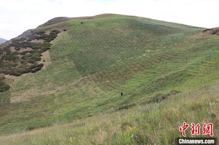 四川省阿壩州若爾蓋縣草原沙化治理后。若爾蓋縣林業(yè)和草原局供圖