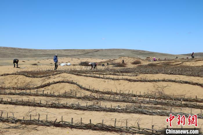 工作人員編織高山柳沙障。若爾蓋縣林業(yè)和草原局供圖