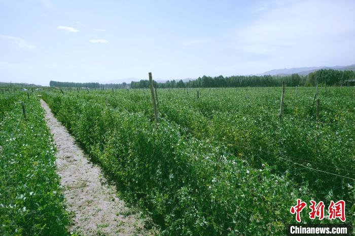 天祝縣高原綠色(有機(jī))蔬菜基地種植的食用莢豆?！￡I道華 攝