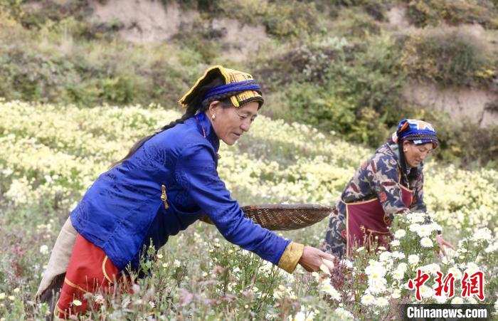 黑水村民在采摘杭白菊。桐鄉(xiāng)市宣傳部提供