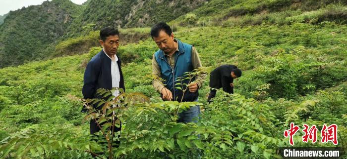 圖為張金利調研適合阿拉村種植的農作物，經過不斷改良技術后，產量大大提高。(資料圖)甘肅省水利廳供圖